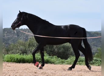 Menorquin, Stallion, 6 years, 15.2 hh, Black