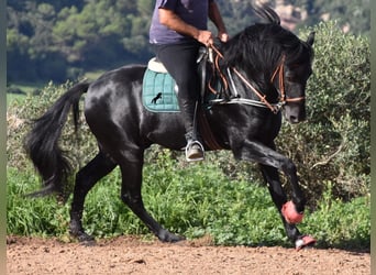 Menorquin, Stallion, 6 years, 15.2 hh, Black