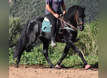 Menorquin, Stallion, 6 years, 15.2 hh, Black