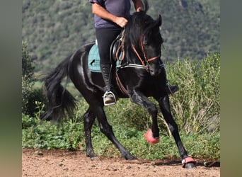 Menorquin, Stallion, 6 years, 15.2 hh, Black