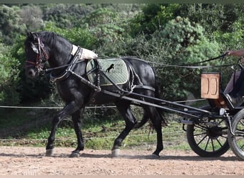 Menorquin, Stallion, 6 years, 15.2 hh, Black