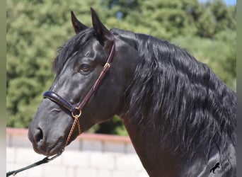 Menorquin, Stallion, 6 years, 16.1 hh, Black