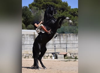 Menorquin, Stallion, 6 years, 16.1 hh, Black