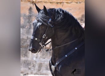 Menorquin, Stallion, 6 years, 16.1 hh, Black