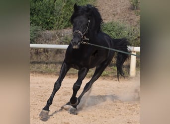 Menorquiner, Hengst, 6 Jahre, 16,2 hh, Rappe