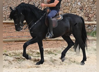 Menorquin, Stallion, 6 years, 16 hh, Black
