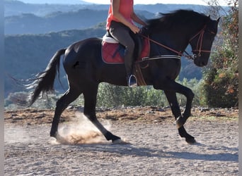 Menorquin, Stallion, 7 years, 15.2 hh, Black