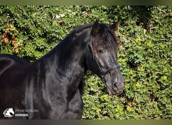 Menorquin, Stallion, 7 years, 15.2 hh, Black