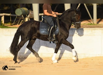 Menorquin, Stallion, 7 years, 15.2 hh, Black