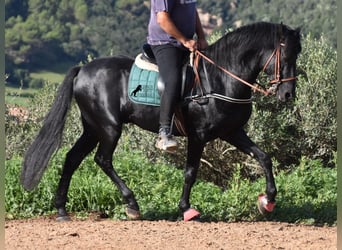 Menorquin, Stallion, 7 years, 15.2 hh, Black