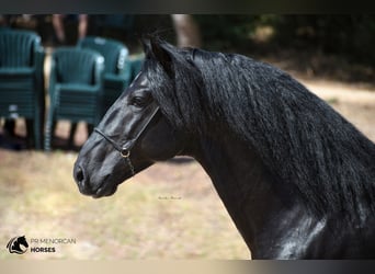 Menorquin, Stallion, 7 years, 15,2 hh, Black