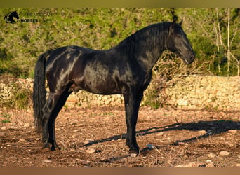 Menorquin, Stallion, 8 years, 16,2 hh, Black