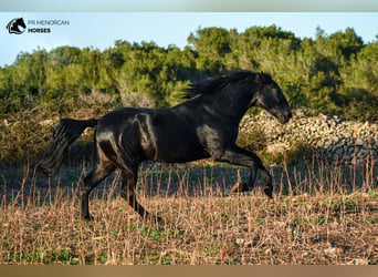 Menorquin, Stallion, 8 years, 16,2 hh, Black