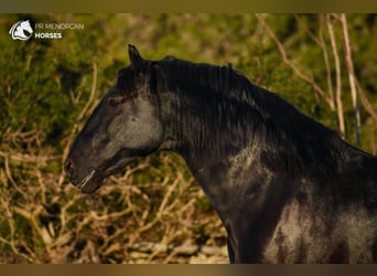 Menorquin, Stallion, 8 years, 16,2 hh, Black