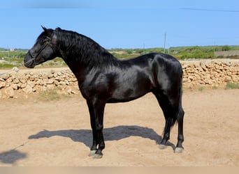 Menorquin, Stallion, 9 years, 16.1 hh, Black