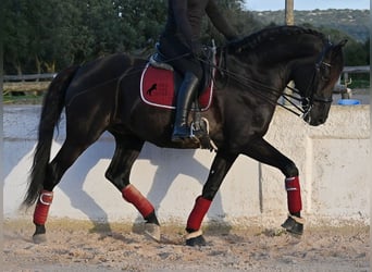 Menorquin, Stallion, 9 years, 17 hh, Black