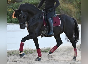 Menorquin, Stallion, 9 years, 17 hh, Black