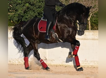 Menorquin, Stallion, 9 years, 17 hh, Black