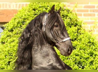Menorquin, Stallion, 12 years, 16 hh, Black