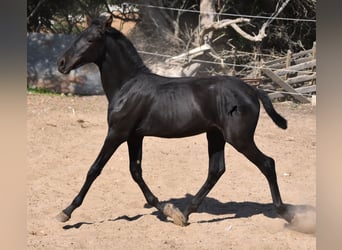 Menorquin, Stallion, Foal (02/2023), 15.2 hh, Black