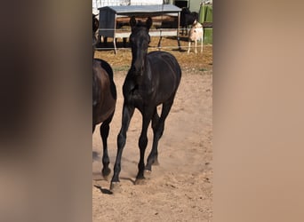 Menorquin, Stallion, Foal (02/2023), 15.2 hh, Black