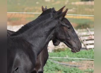 Menorquin, Stallion, Foal (02/2023), 15.2 hh, Black