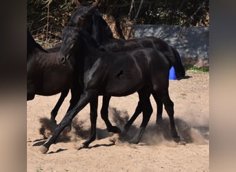 Menorquin, Stallion, Foal (02/2023), 15.2 hh, Black