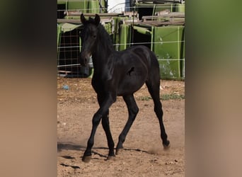Menorquin, Stallion, Foal (02/2023), 15.2 hh, Black