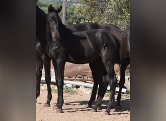 Menorquin, Stallion, Foal (02/2023), 15.2 hh, Black