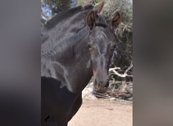 Menorquin, Stallion, Foal (02/2023), 15.2 hh, Black