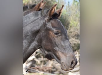 Menorquin, Stallion, Foal (02/2023), 15.2 hh, Black