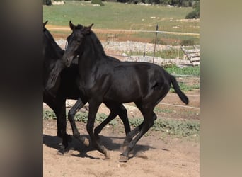 Menorquin, Stallion, Foal (02/2023), 15.2 hh, Black