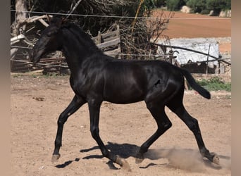 Menorquin, Stallion, Foal (02/2023), 15.2 hh, Black