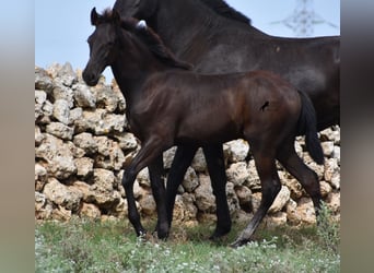 Menorquin, Stallion, Foal (04/2023), 15.2 hh, Black
