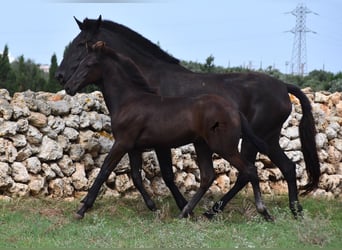 Menorquin, Stallion, Foal (04/2023), 15.2 hh, Black