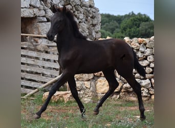 Menorquin, Stallion, Foal (04/2023), 15.2 hh, Black