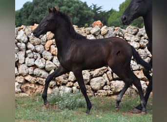 Menorquin, Stallion, Foal (04/2023), 15.2 hh, Black