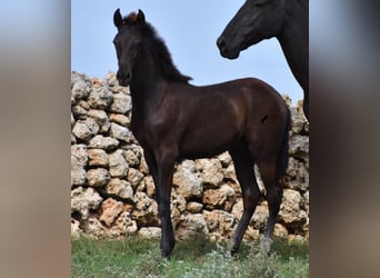 Menorquin, Stallion, Foal (04/2023), 15.2 hh, Black
