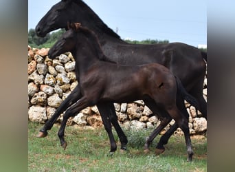 Menorquin, Stallion, Foal (04/2023), 15.2 hh, Black