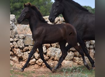 Menorquin, Stallion, Foal (04/2023), 15.2 hh, Black