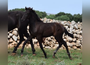 Menorquin, Stallion, Foal (04/2023), 15.2 hh, Black