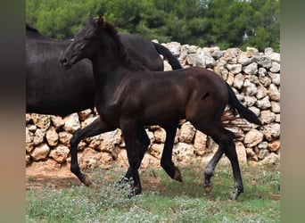 Menorquin, Stallion, Foal (04/2023), 15.2 hh, Black