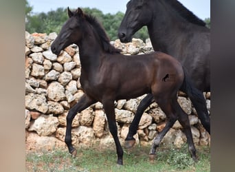 Menorquin, Stallion, Foal (04/2023), 15.2 hh, Black
