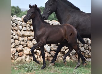 Menorquin, Stallion, Foal (04/2023), 15.2 hh, Black