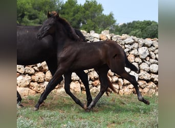 Menorquin, Stallion, Foal (04/2023), 15.2 hh, Black
