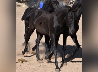 Menorquin, Stallion, Foal (04/2023), 15.3 hh, Black