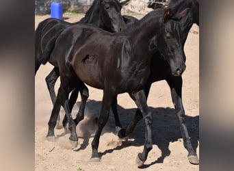Menorquin, Stallion, Foal (04/2023), 15.3 hh, Black
