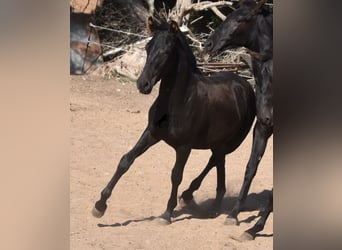 Menorquin, Stallion, Foal (04/2023), 15.3 hh, Black