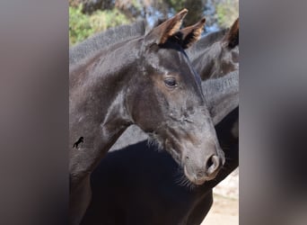 Menorquin, Stallion, Foal (04/2023), 15.3 hh, Black