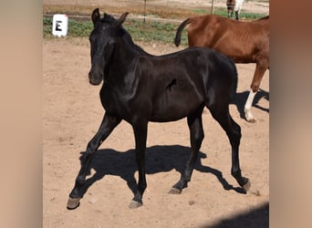 Menorquin, Stallion, Foal (04/2023), 15.3 hh, Black